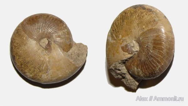аммониты, пермь, Казахстан, Popanoceras, Goniatitida, Ammonites, Popanoceratidae, Permian