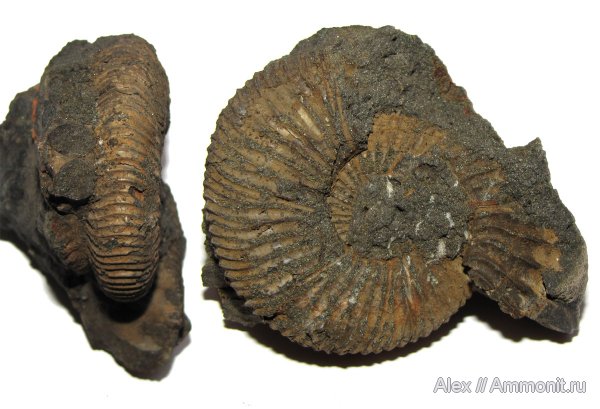аммониты, юра, р. Шмелевка, Zaraiskites, волжский ярус, Zaraiskites michalskii, Ammonites, Virgatitidae, Volgian, Jurassic