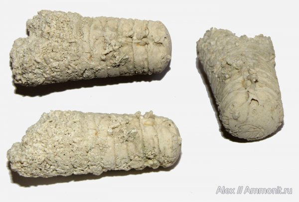 девон, прямораковинные головоногие, Devonian, Actinocerida