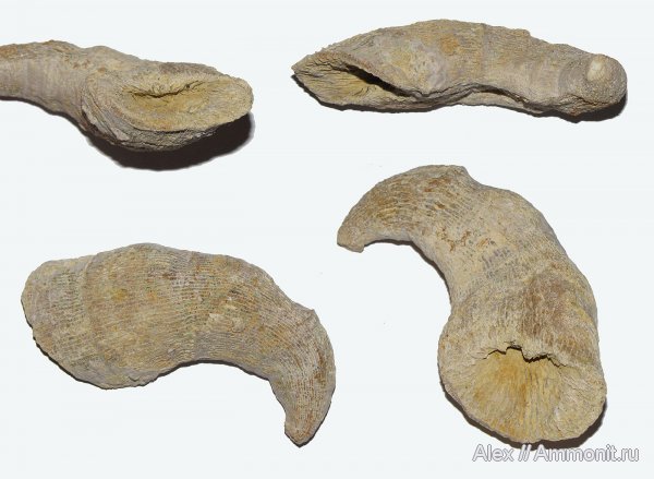 кораллы, Гжель, ругозы