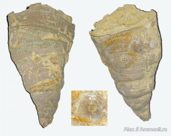 мшанки, кораллы, Гжель, Gshelia, Tabulipora, ругозы