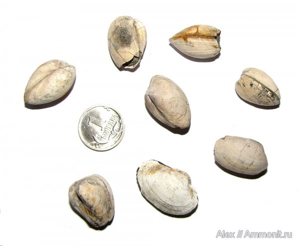 Михайлов, двустворки, двустворчатые моллюски, келловей, Nucula, Callovian, Middle Jurassic