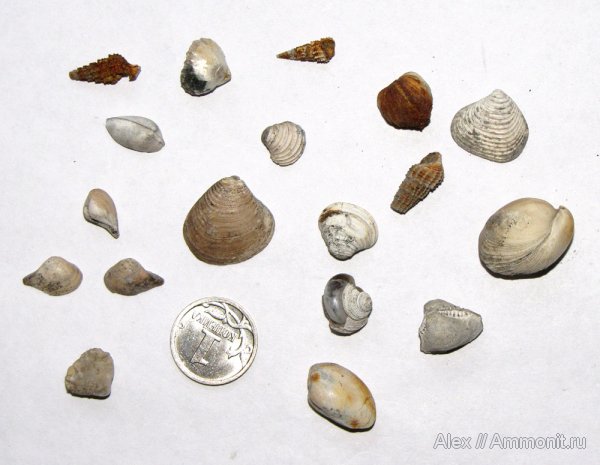 брахиоподы, гастроподы, моллюски, Михайлов, двустворки, келловей, Astarte, Nuculoma, Nuculana, Procerithium, Ivanoviella, Callovian, Middle Jurassic