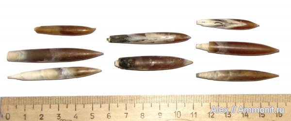 белемниты, юра, Михайлов, Hibolites, Hibolithes, Jurassic, belemnites