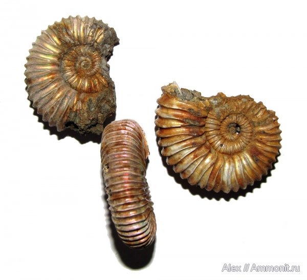 аммониты, юра, Михайлов, Peltoceras, Ammonites, Peltoceratinae, Aspidoceratidae, Jurassic
