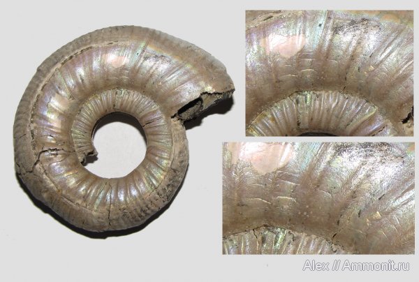 аммониты, юра, Михайлов, Binatisphinctes, Perisphinctidae, Binatisphinctes mosquensis, микроскульптура, Ammonites, Jurassic