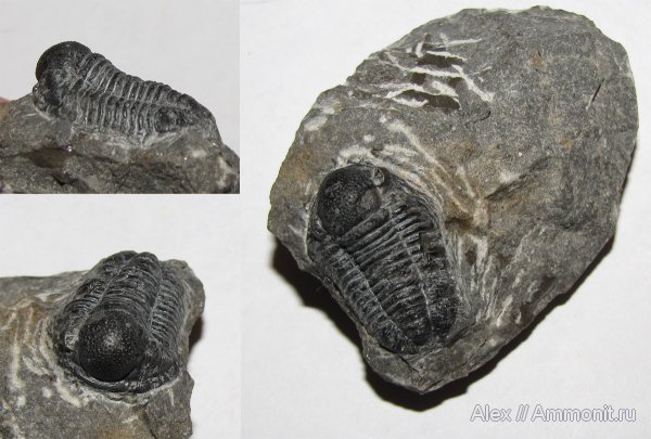 трилобиты, Марокко, Gerastos, Gerastos granulosus