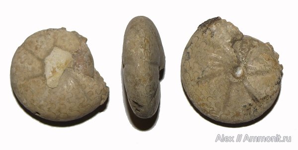 пермь, Казахстан, Popanoceras, Goniatitida, Popanoceratidae, Permian