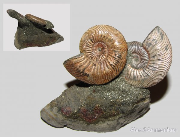 аммониты, юра, Quenstedtoceras, Дубки, палеоарт, Ammonites, Jurassic