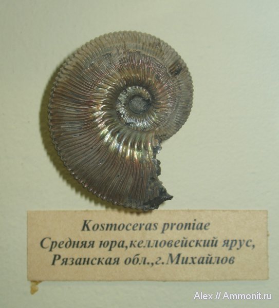 аммониты, юра, Михайлов, Kosmoceras, келловей, Kosmoceras proniae, Ammonites, Callovian, Jurassic, Middle Jurassic