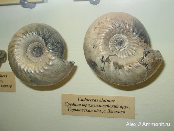 аммониты, юра, келловей, Cadoceras, Cadoceras elatmae, Ammonites, Callovian, Jurassic, Middle Jurassic