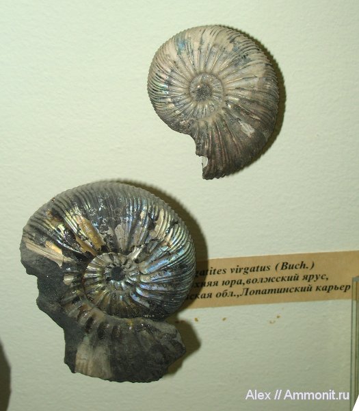 аммониты, юра, Воскресенск, Virgatites, волжский ярус, Virgatites virgatus, Ammonites, Volgian, Jurassic