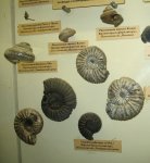 Аммониты Virgatites pallasianus и юрские гастроподы