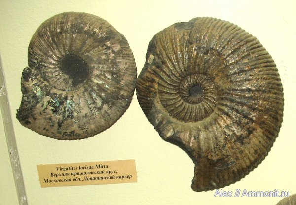аммониты, юра, Virgatites, музеи, волжский ярус, ПИН, Virgatites larisae, Ammonites, Volgian, Jurassic