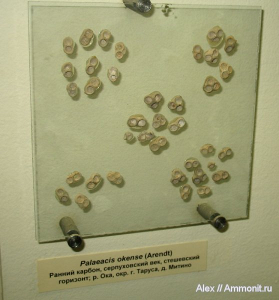 кораллы, музеи, ПИН, Palaeacis okense, Palaeacis