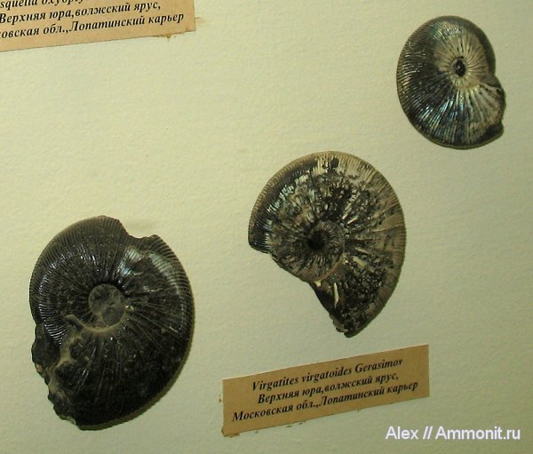 аммониты, юра, Virgatites, музеи, волжский ярус, ПИН, Virgatites gerassimovi, Ammonites, Volgian, Jurassic