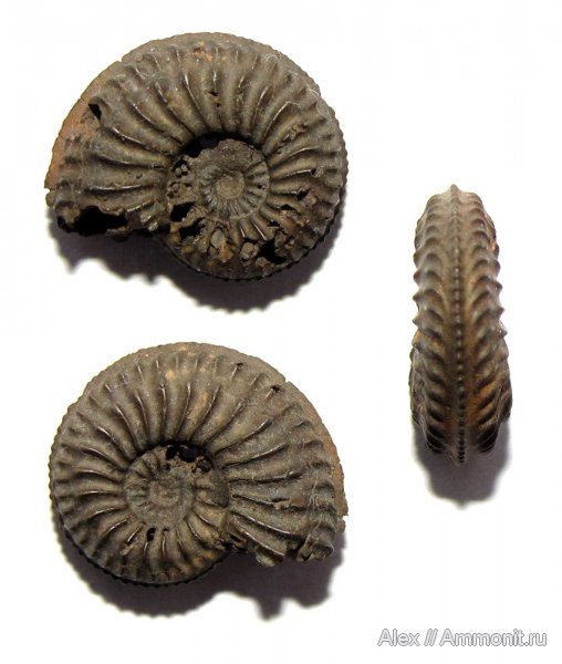 аммониты, юра, оксфорд, Amoeboceras, Рыбаки, Amoeboceras alternans, Ammonites, Oxfordian, Jurassic