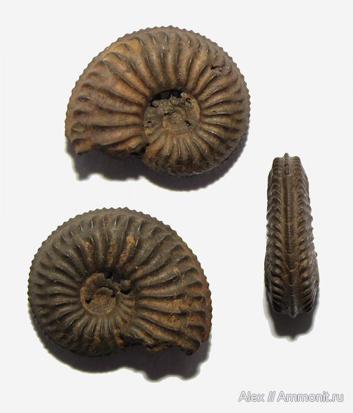 аммониты, юра, оксфорд, Amoeboceras, Рыбаки, Amoeboceras alternans, Cardioceratidae, Ammonites, Cardioceratinae, Oxfordian, Jurassic
