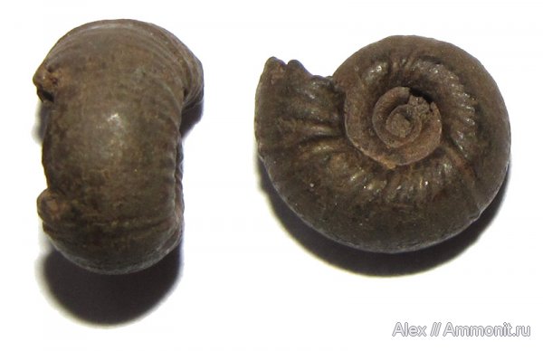 аммониты, юра, оксфорд, Рыбаки, Perisphinctidae, Ammonites, Oxfordian, Jurassic