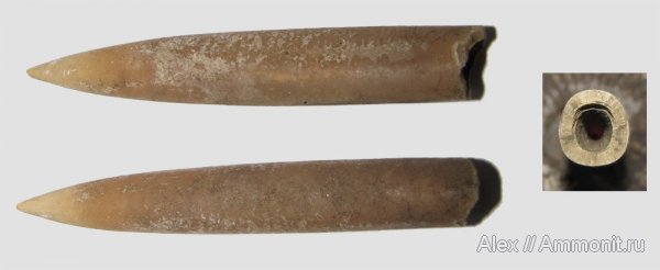 белемниты, юра, Cylindroteuthis, Рыбаки, Jurassic, belemnites