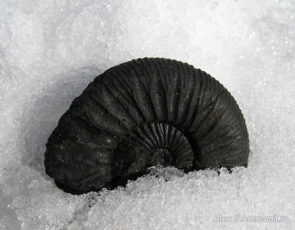 аммониты, юра, Zaraiskites, волжский ярус, Ammonites, Virgatitidae, Volgian, Jurassic
