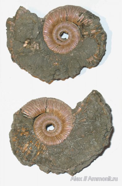 аммониты, юра, Михайлов, Binatisphinctes, келловей, Perisphinctidae, Binatisphinctes mosquensis, Ammonites, Callovian, Jurassic, Middle Jurassic