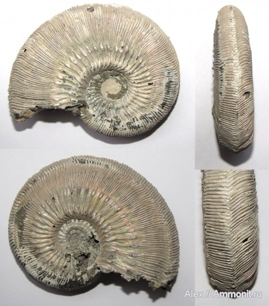 аммониты, юра, Михайлов, Kosmoceras, прижизненные повреждения, Kosmoceras phaeinum, Kosmoceratidae, Ammonites, ammonoid sublethal injuries, forma juxtasulcata, Jurassic
