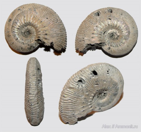 аммониты, юра, Михайлов, Kosmoceras, келловей, прижизненные повреждения, Kosmoceras phaeinum, Kosmoceratidae, Ammonites, ammonoid sublethal injuries, Callovian, Jurassic, Middle Jurassic