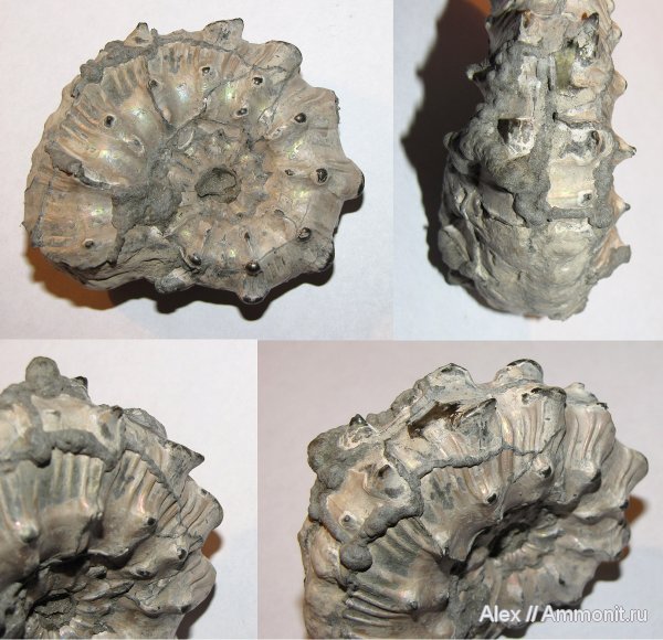 юра, Михайлов, Kosmoceras, келловей, Kosmoceras gemmatum, Kosmoceratidae, Callovian, Jurassic, Middle Jurassic