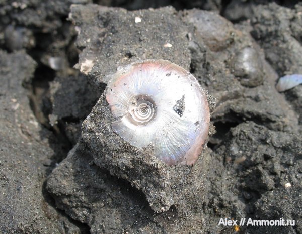 аммониты, юра, волжский ярус, Garniericeras, Еганово, Garniericeras catenulatum, Ammonites, Garniericeratinae, Volgian, Jurassic