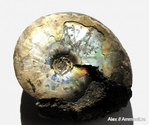 аммониты, юра, волжский ярус, Garniericeras, Еганово, Garniericeras catenulatum, Ammonites, Volgian, Jurassic