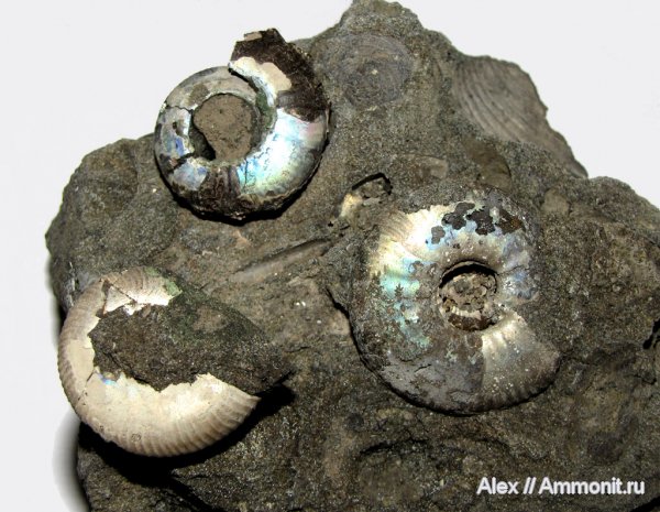 аммониты, юра, волжский ярус, Craspedites, Ammonites, Craspeditidae, Volgian, Jurassic