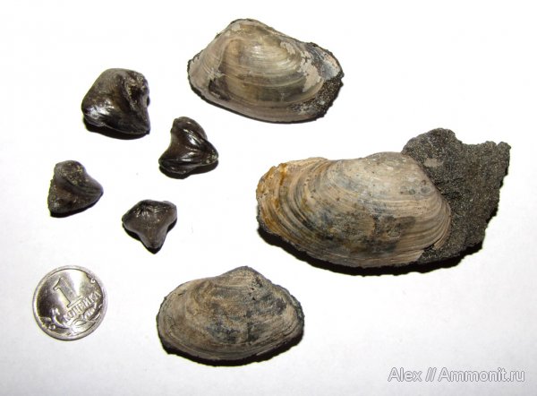 брахиоподы, двустворки, волжский ярус, Еганово, Rhynchonella, Rhynchonella loxiae, Volgian