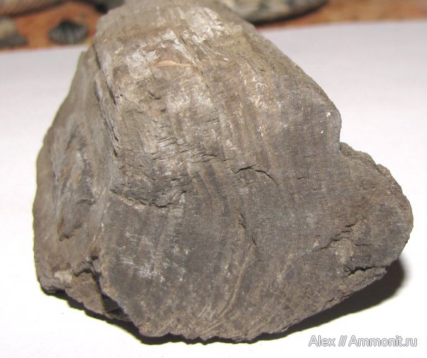 юра, растения, окаменевшее дерево, Электростальский карьер, Jurassic