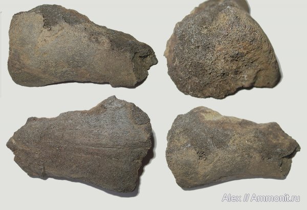 рептилии, юра, Елкино, позвоночные, Jurassic