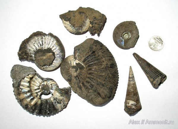 аммониты, белемниты, Virgatites, Craspedites, Ammonites, belemnites