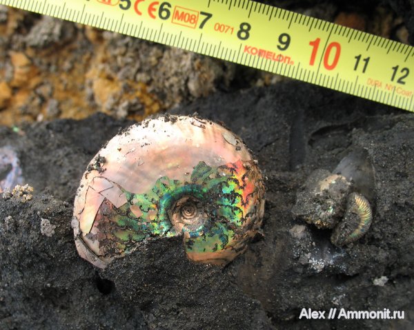 аммониты, юра, волжский ярус, Garniericeras, Еганово, Ammonites, Garniericeratinae, Volgian, Jurassic