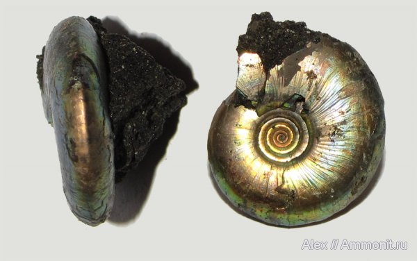 аммониты, юра, волжский ярус, Garniericeras, Еганово, Garniericeras interjectum, Ammonites, Volgian, Jurassic