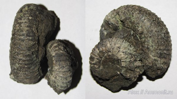 аммониты, юра, Pavlovia, Dorsoplanites, волжский ярус, Еганово, Ammonites, Dorsoplanitidae, Volgian, Jurassic