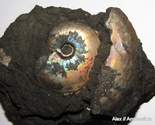 аммониты, юра, волжский ярус, Garniericeras, Еганово, Ammonites, Volgian, Jurassic