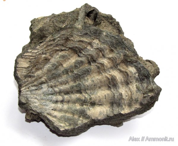 юра, двустворки, волжский ярус, двустворчатые моллюски, Еганово, Ctenostreon, Volgian, Jurassic