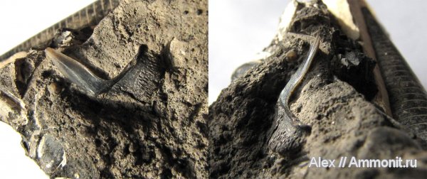 рыбы, зубы, акулы, волжский ярус, Sphenodus, зубы акул, Volgian, fish, teeth, shark teeth, sharks