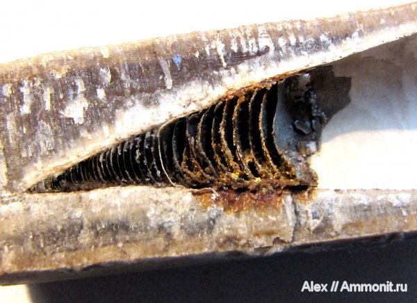 белемниты, волжский ярус, фрагмоконы, Volgian, belemnites, phragmocones