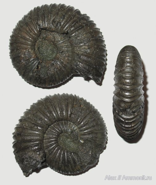 аммониты, юра, Virgatites, Virgatites pallasianus, Ammonites, Virgatitidae, Jurassic