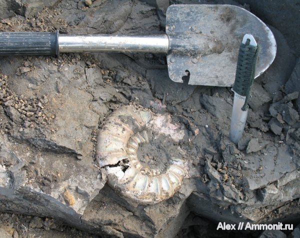 аммониты, юра, Binatisphinctes, макроконхи, келловей, Perisphinctidae, Binatisphinctes pseudomosquensis, Ammonites, Macroconchs, Callovian, Jurassic, Middle Jurassic