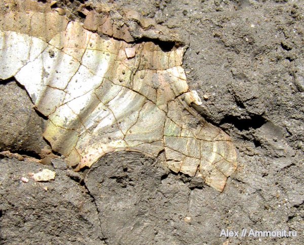 аммониты, юра, Binatisphinctes, келловей, Perisphinctidae, ушки, устье, Ammonites, Microconchs, lappets, Callovian, Jurassic, Middle Jurassic