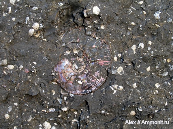 аммониты, Kosmoceras, двустворки, келловей, Kosmoceratidae, Ammonites, Callovian, Middle Jurassic