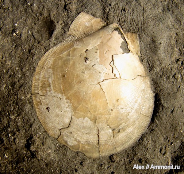 юра, двустворки, двустворчатые моллюски, келловей, Camptonectes, Callovian, Jurassic, Middle Jurassic