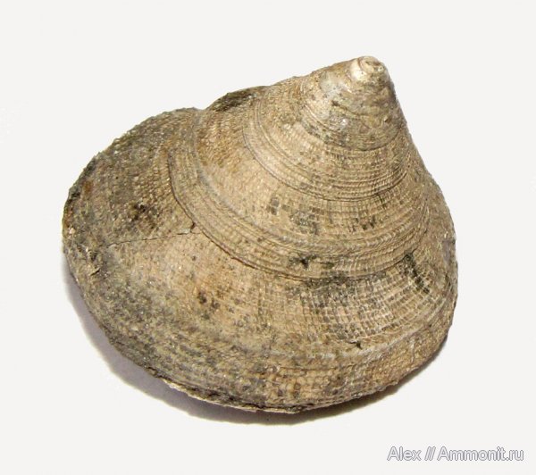 гастроподы, юра, Bathrotomaria, келловей, Pleurotomariidae, Callovian, Jurassic, Middle Jurassic