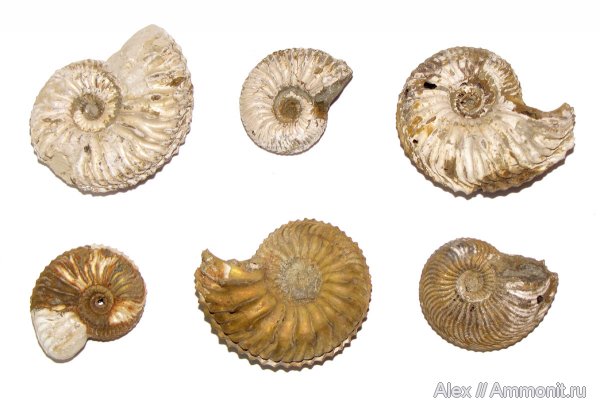 аммониты, юра, Cardioceras, оксфорд, Спартак, Cardioceratidae, Ammonites, Cardioceratinae, Oxfordian, Jurassic